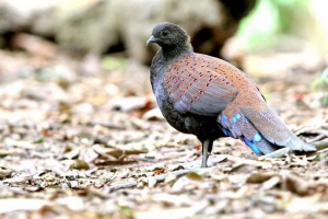 Paun fazan rothschild: sve informacije o životu ptice Paun fazan rothschild: sve informacije o životu ptice